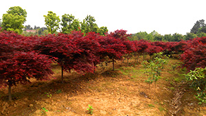 午夜免费电影園紅楓