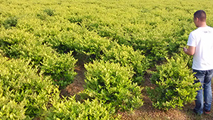 午夜免费电影園金身女貞球