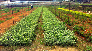 午夜免费电影園金邊黃楊苗