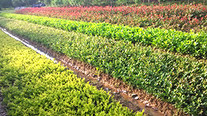 午夜免费电影園各類小苗