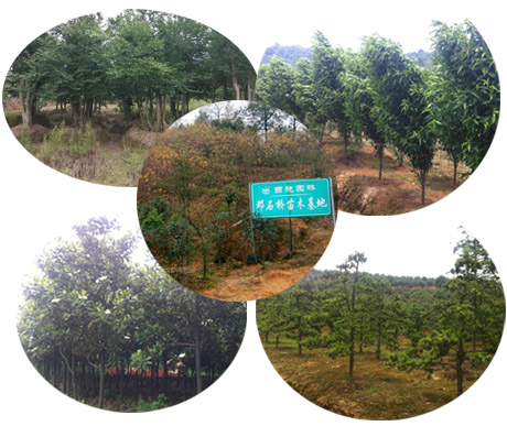 鄧石橋苗木基地 鄧石橋苗木基地