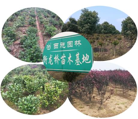 衡龍橋苗木基地 衡龍橋苗木基地