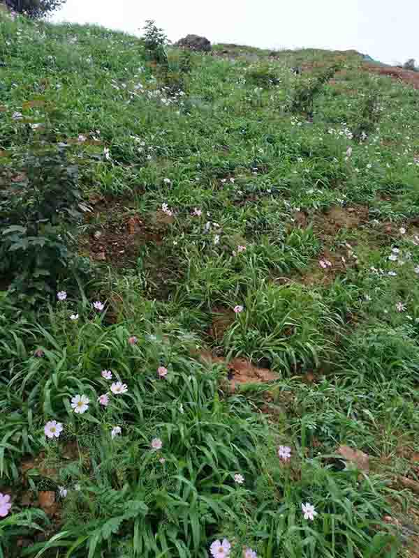 大義山午夜天堂网後２