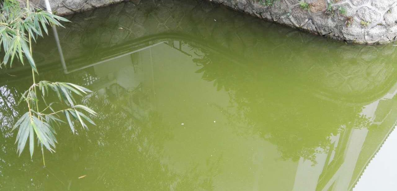 深圳市香密湖管理處內湖生態治理