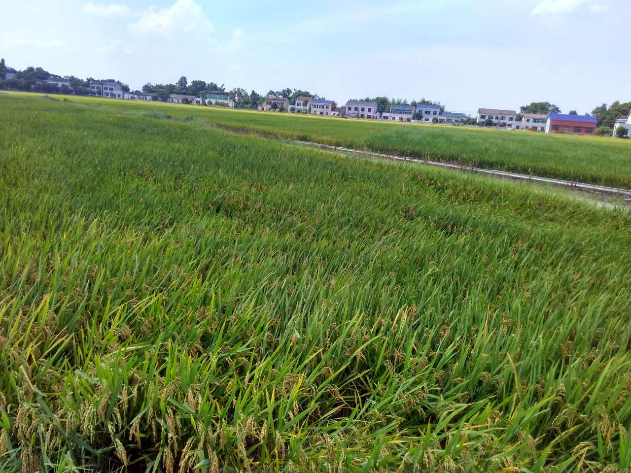 2017年度長沙縣重金屬汙染耕地午夜天堂网治理試點第三方治理采購項目